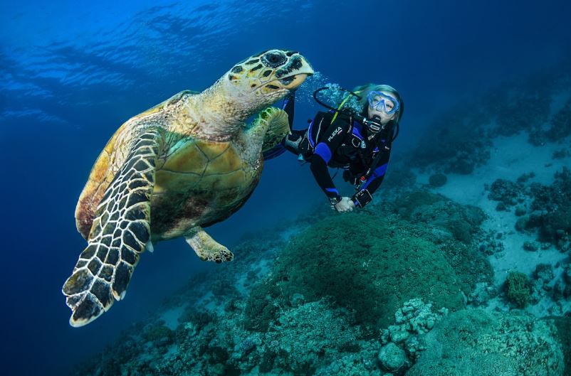 SNORKEL WITH THE TURTLES (Cook Island)