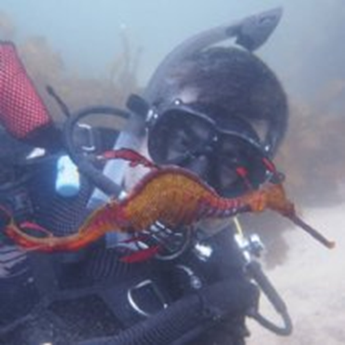 Private Seadragon  Dive