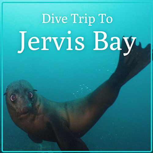 Jervis Bay Dive Trip Gift certificate Jervis Bay Dive Trip Gift certificate