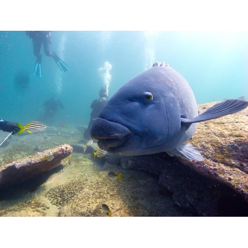 Guided Shore Dive